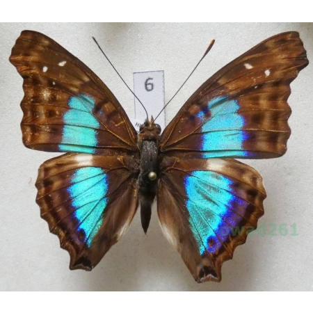 Doxocopa cherubina Felder, 1866 Peru 55mm6